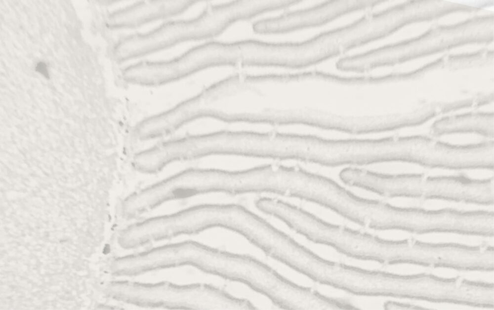 macro of cells